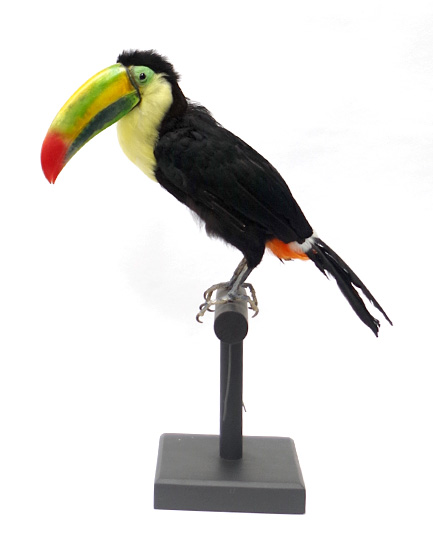 大型 | 鳥類 | 剥製の製作・直売・レンタル・修理なら剥製専門店