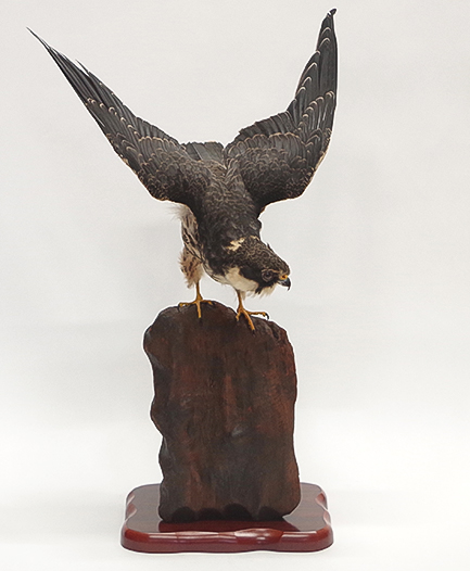 ワシ・タカ・ハヤブサ | 剥製の製作・直売・レンタル・修理なら剥製