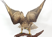 ノスリ | ワシ・タカ・ハヤブサ | 剥製の製作・直売・レンタル・修理