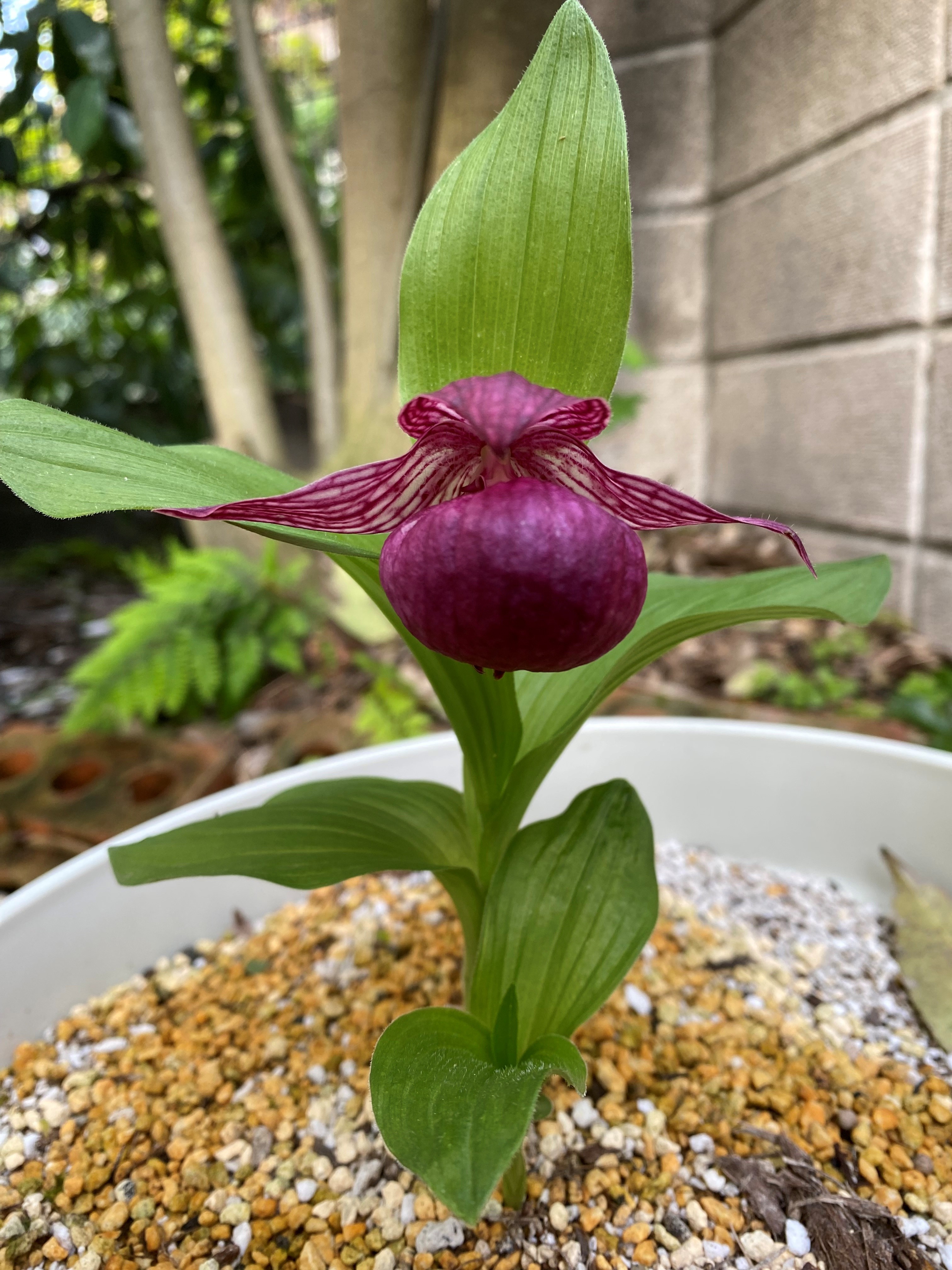 アツモリソウニュース