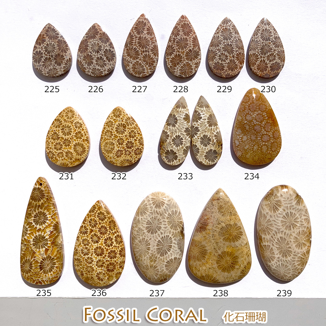 フォッシルコーラル[239] 44x25mm 61Cts 天然石ルース / 天然石ルース