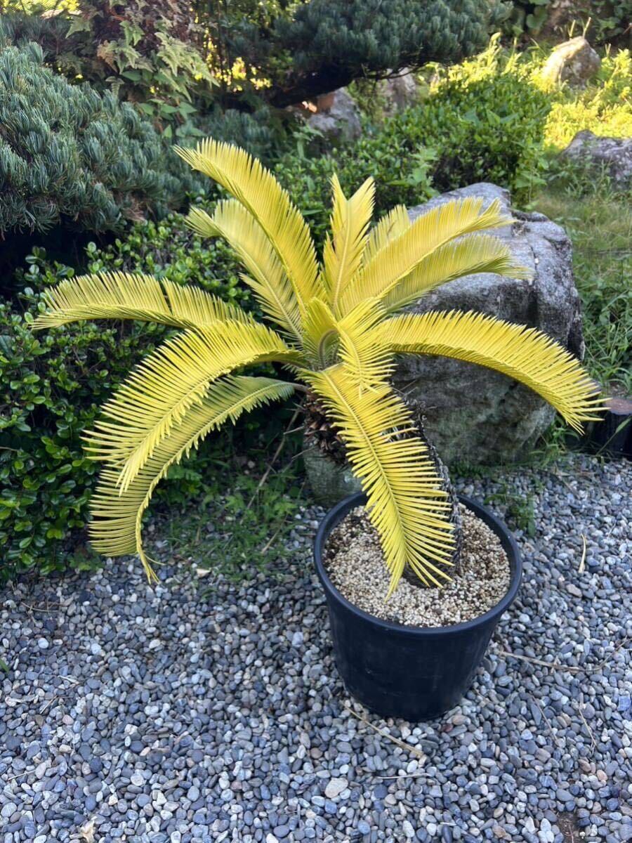 曲がり 黄金 ソテツ 蘇轍 黄金蘇鉄 黄金ソテツ サイカス レボルタ 地