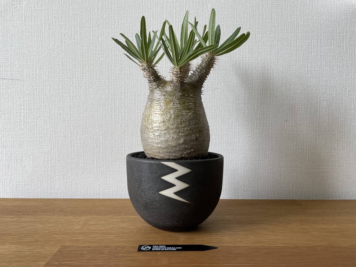 パキポディウム グラキリス バリエム鉢付き 【公式通販】