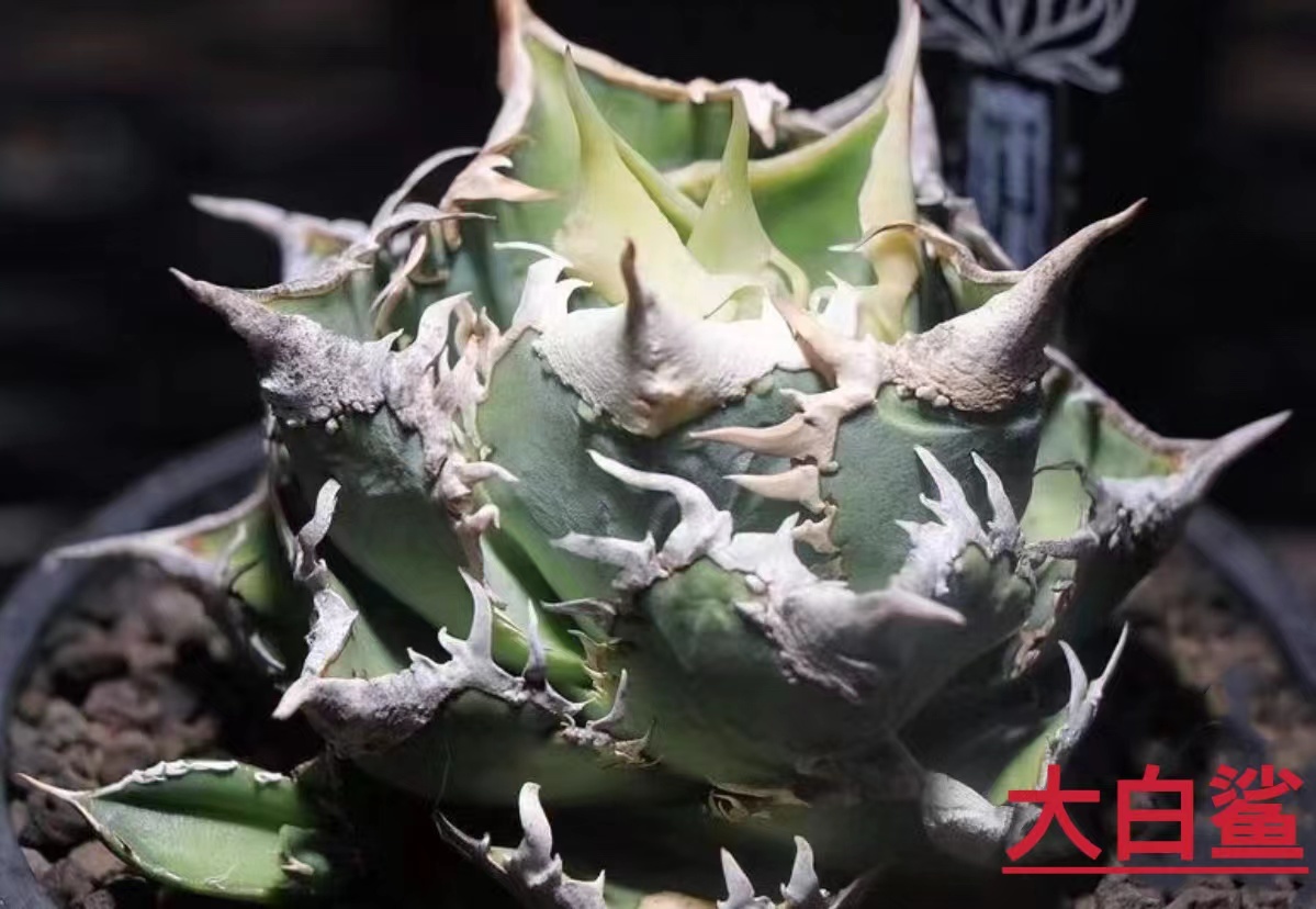 アガベ チタノタ 大白鯊 lize血統 ホホジロザメ アガベ チタノタ 大白