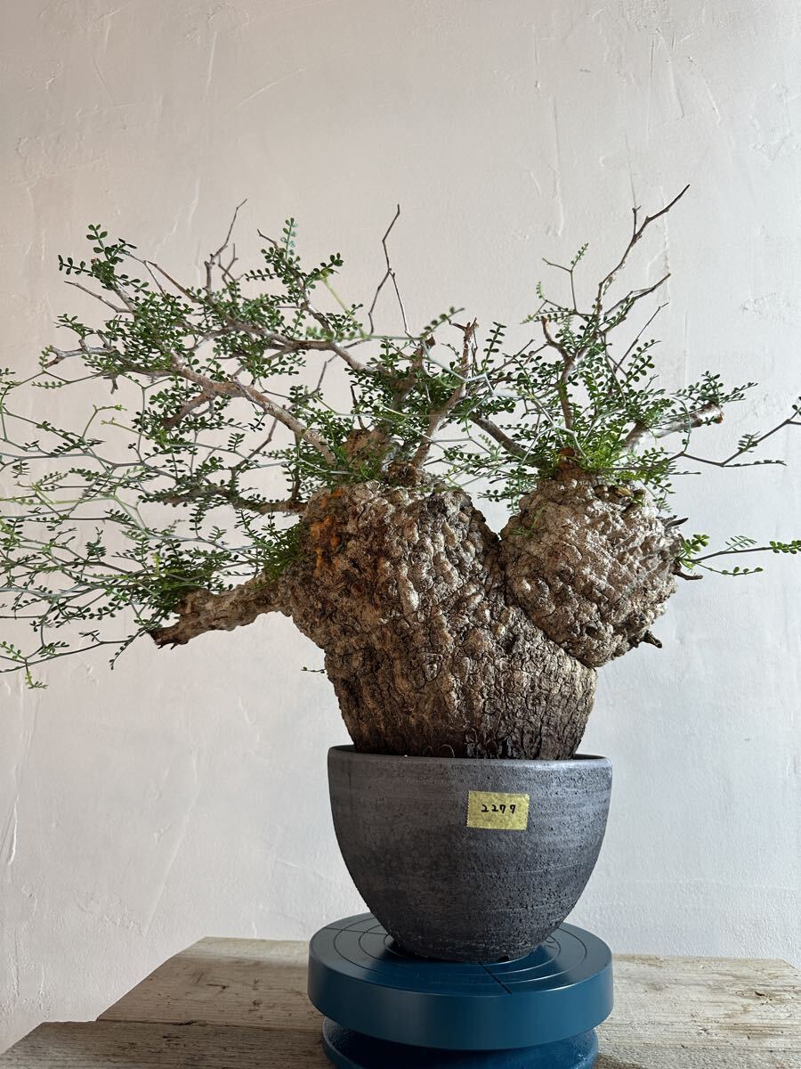 グラキリスの値段と価格推移は？｜3741件の売買データからグラキリスの