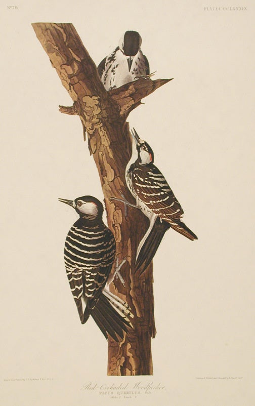 Red-Cockaded Woodpecker. From The Birds of America Amsterdam