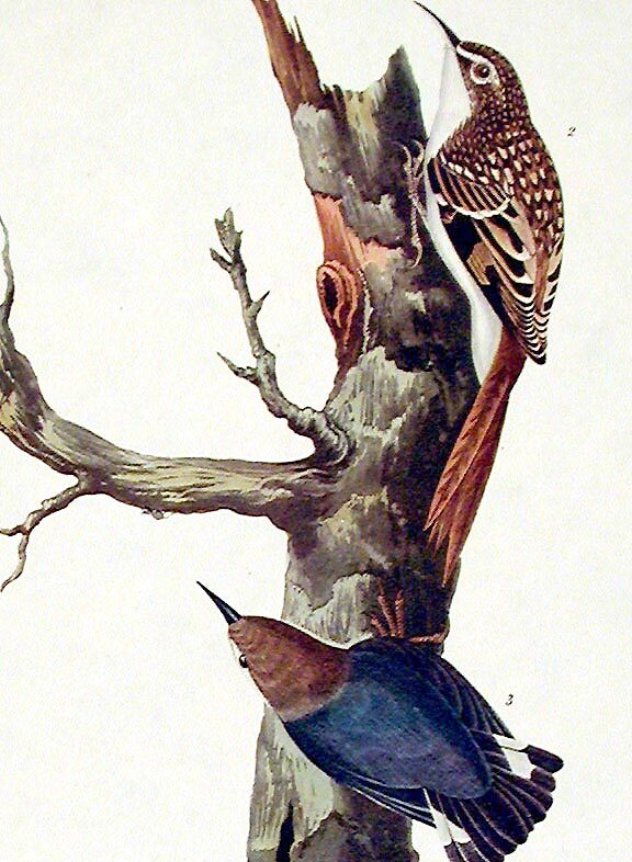Brown Creeper, Californian Nuthatch. From The Birds of America