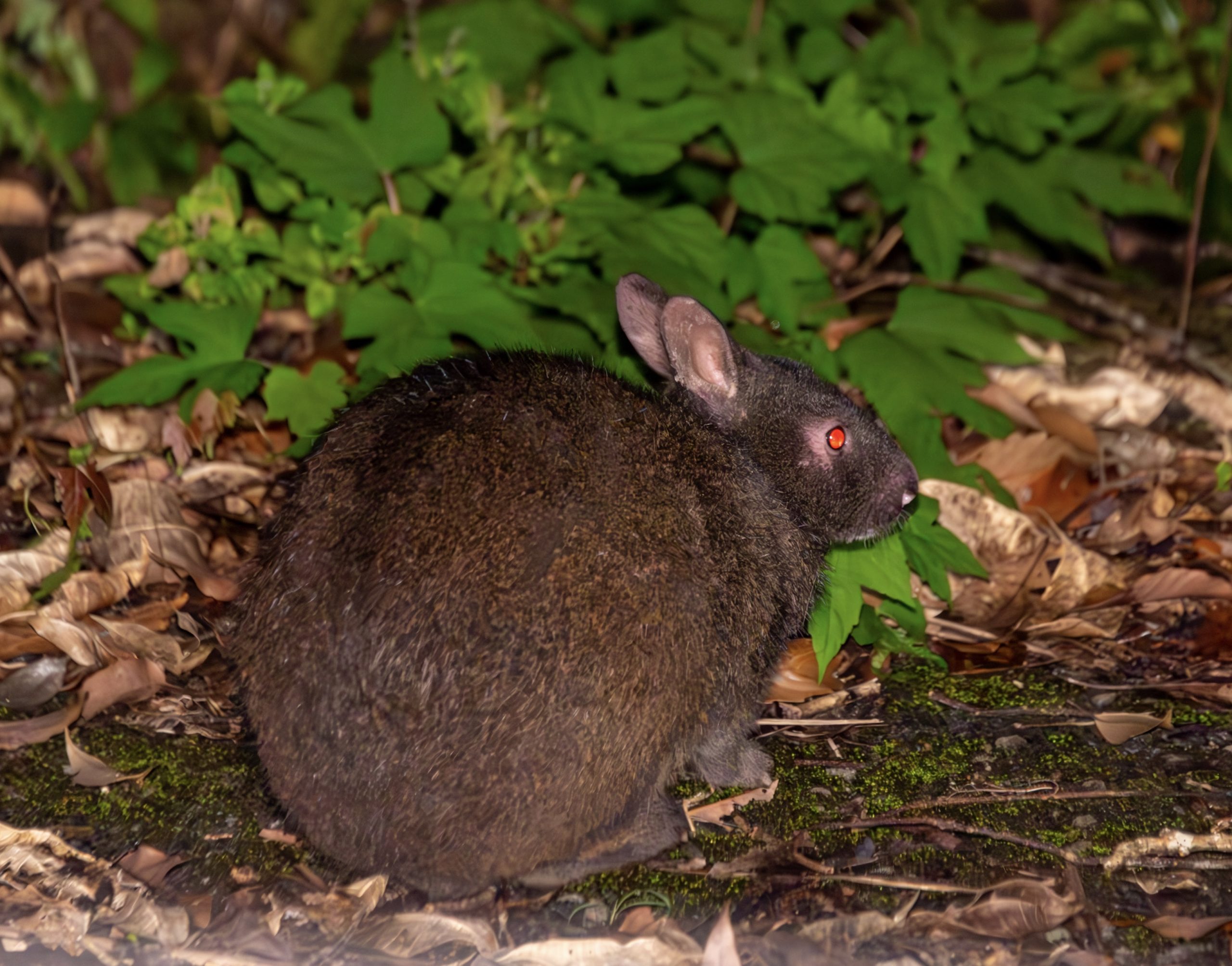アマミノクロウサギ - 奄美大島 エコツーリズム アスベル 