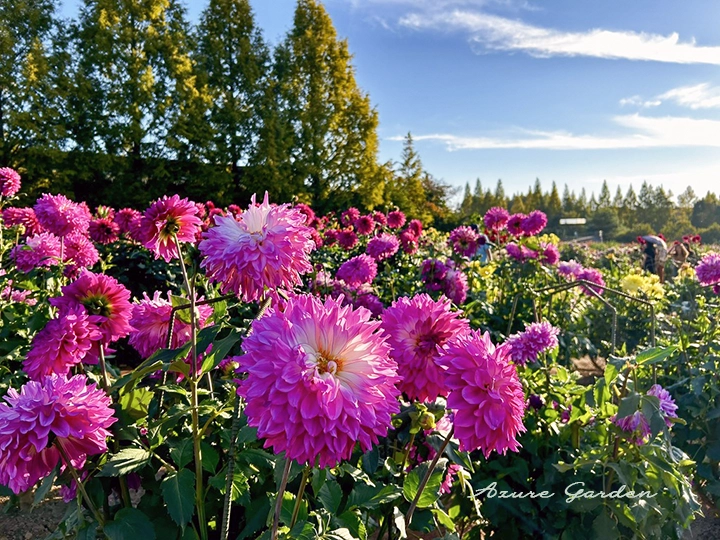 世羅高原農場のダリアとガーデンマム祭｜高原を彩る秋の花景色 – Azure