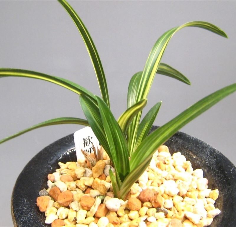 歓呼声（韓国春蘭） | 梅里園｜オンラインショップ