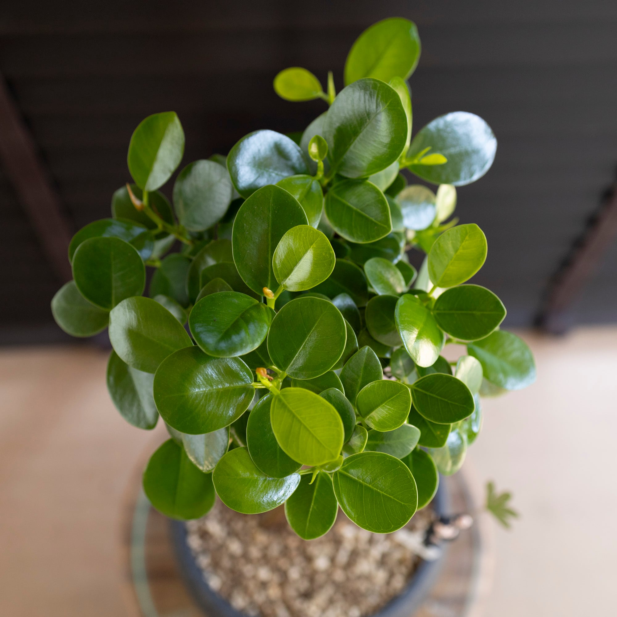 パンダガジュマル 接ぎ木 6号 陶器鉢 ピック付 観葉植物 ガジュマルの