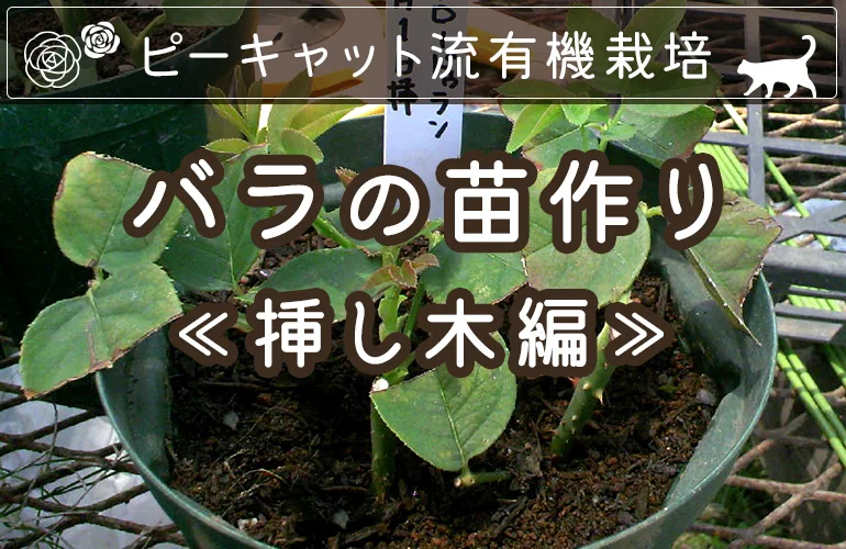 バラの挿し木のやり方 ｜ ピーキャットローズショップ
