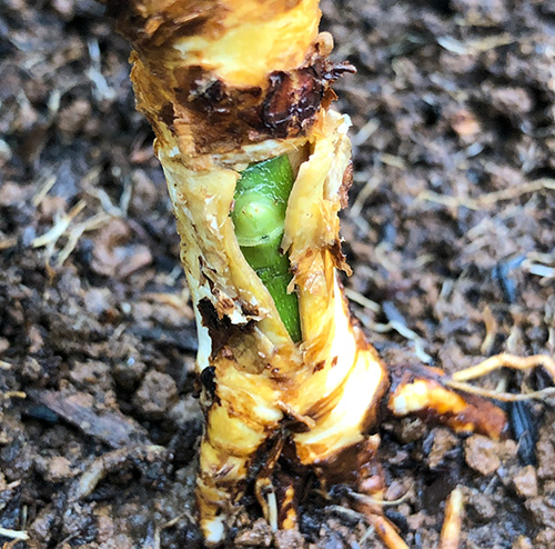 台木と穂木の関係を覚えよう！ ｜ ピーキャットローズショップ