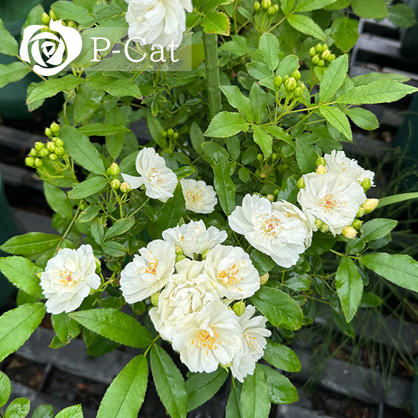 ピューレッツァ Purezza ｜ ピーキャットローズショップ