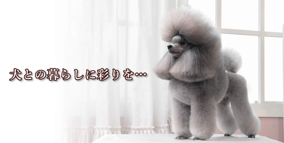 シルバートイプードル 子犬販売 横浜 ベイフラワー犬舎