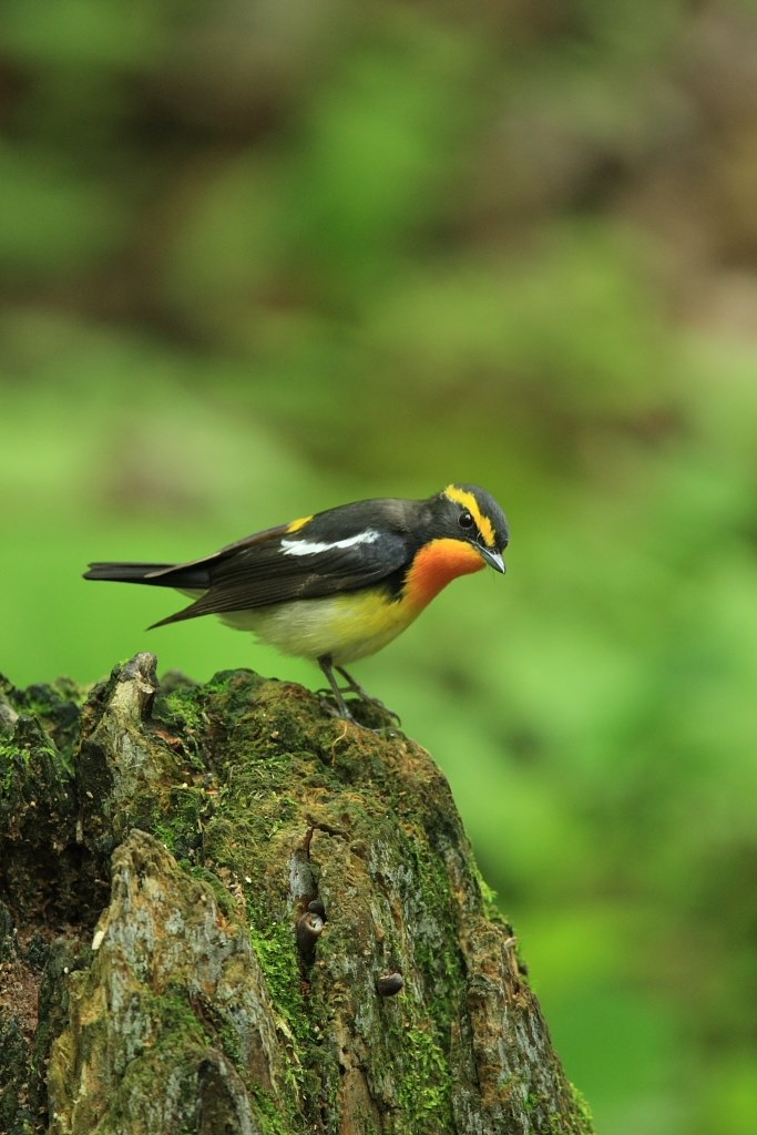 野鳥撮影に最適なレンズ』 CANON EF500mm F4L IS USM のクチコミ掲示板