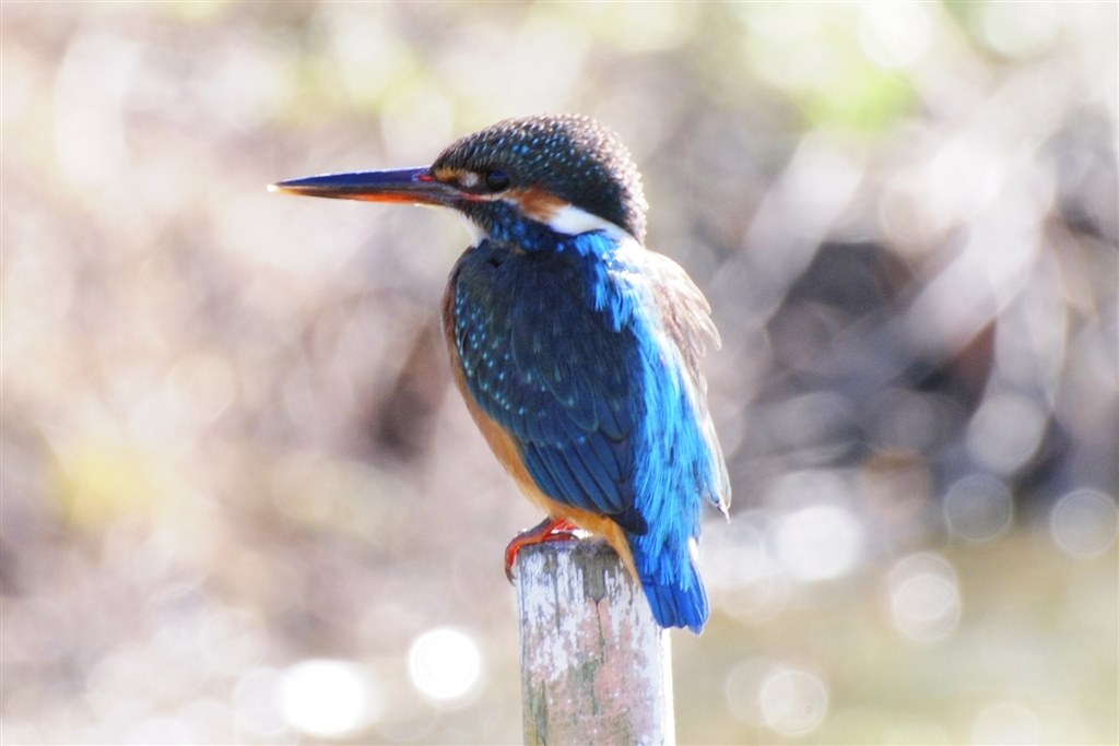 ✨美品✨Nikon AF 75-300mm 超望遠レンズ 運動会 野鳥撮影 ✨美