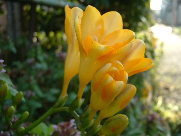 富士フイルム FinePix A203で撮影された写真 - 価格.com