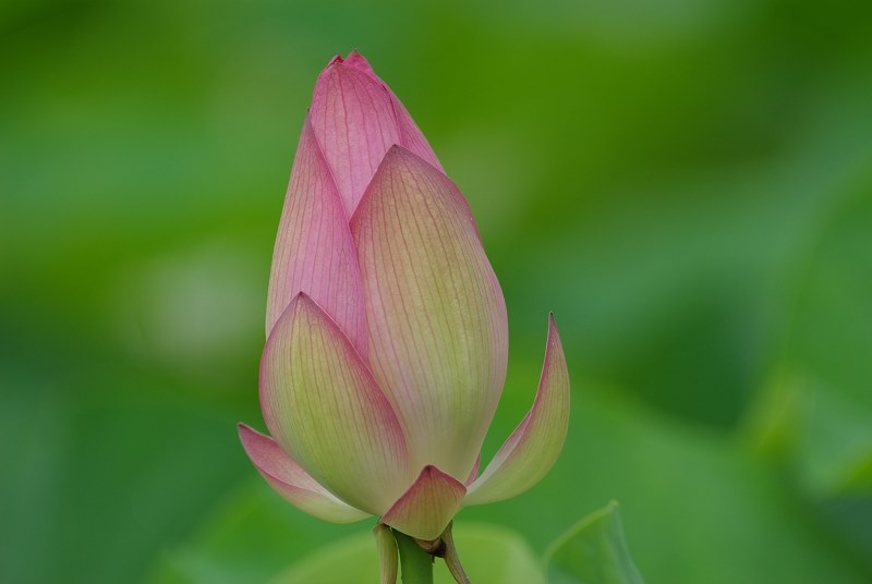 DG化前のAPO170mm～500mmレンズの作例』 シグマ APO 170-500mm F5-6.3