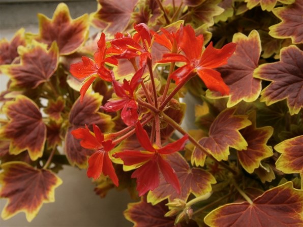 オリンパス OLYMPUS VG-145投稿画像・動画 - 価格.com