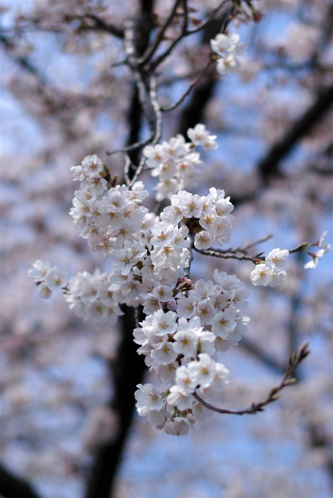 50mmのボケは難しい！』 ニコン AF-S NIKKOR 50mm f/1.4G のクチコミ