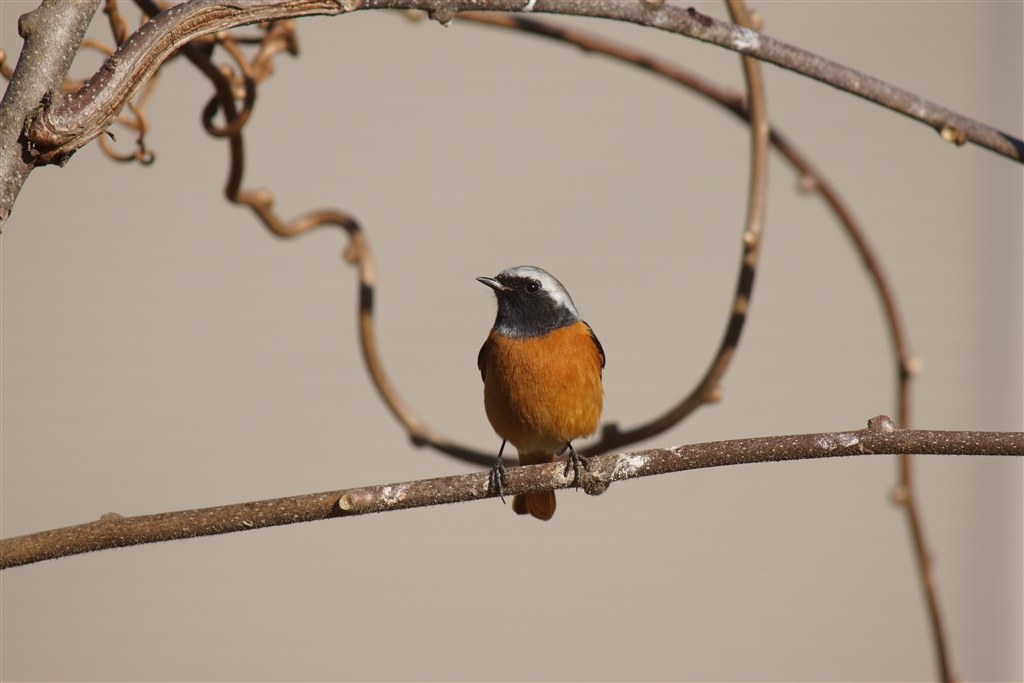 タムロン200－500 作例』 TAMRON SP AF 200-500mm F/5-6.3 Di LD [IF