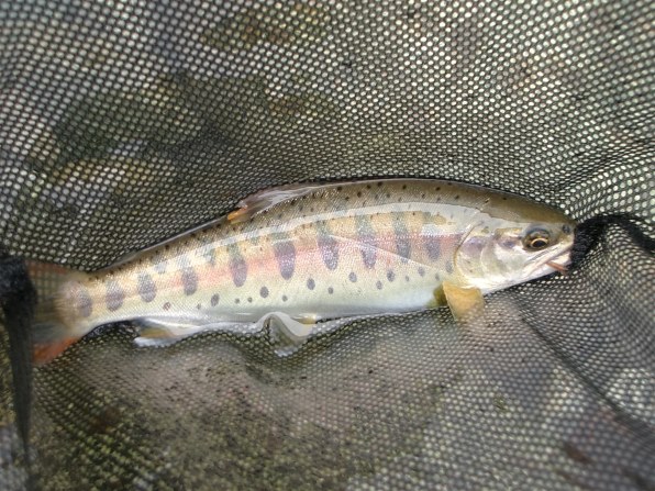 カシオ EXILIM ZOOM EX-Z3で撮影された写真 - 価格.com