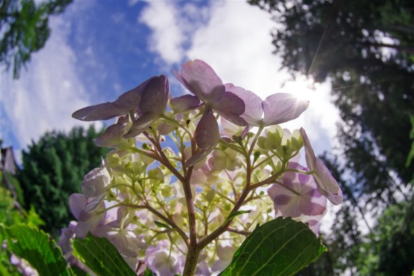 ペンタックス smc PENTAX-DA FISH-EYE 10-17mmF3.5-4.5ED (IF)で撮影