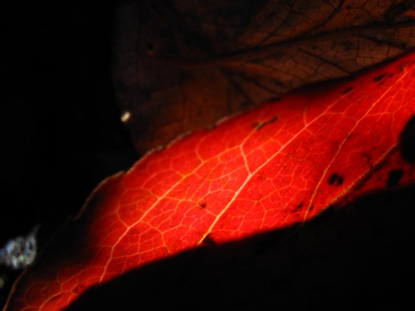 CANON IXY DIGITAL L2で撮影された写真 - 価格.com