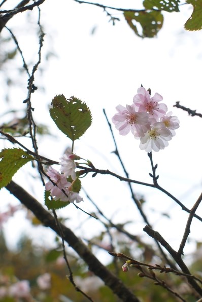 コニカ ミノルタ AF ZOOM 24-50mm F4 New 価格比較 - 価格.com