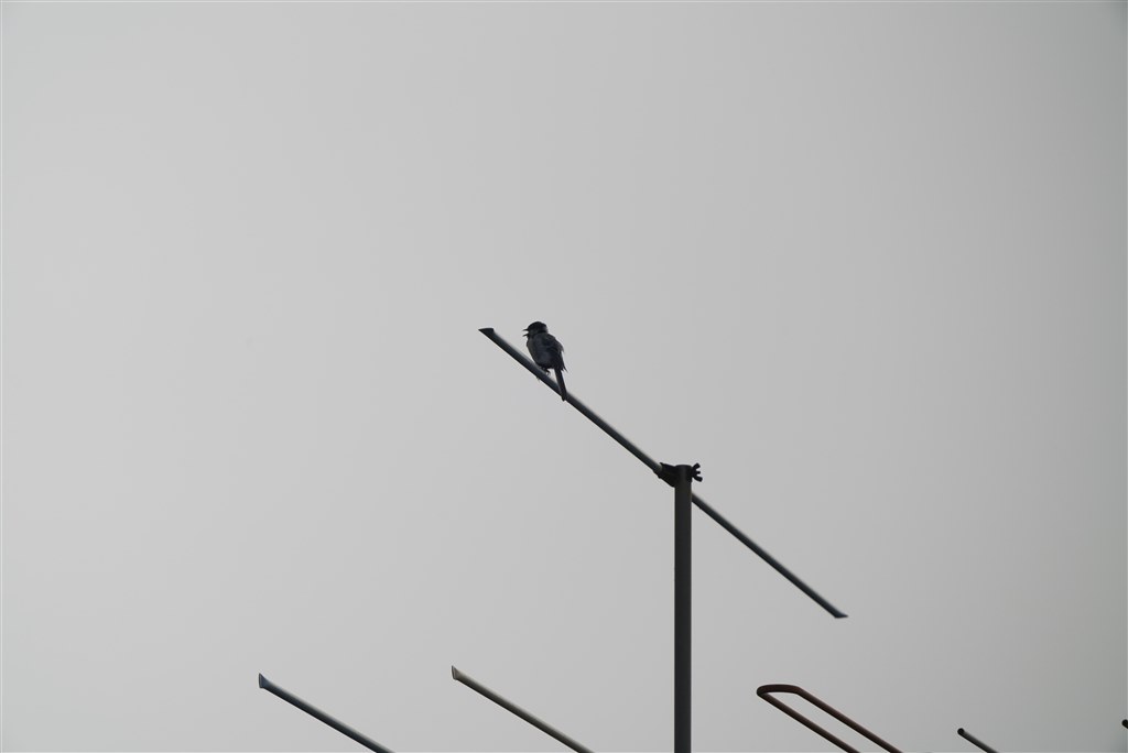 95mmのレンズフィルタ－は、なにを選ぶべきでしょうか？』 SONY FE 200