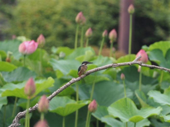 カワセミ静止画、羽毛がべたっとしてしてる』 オリンパス M.ZUIKO
