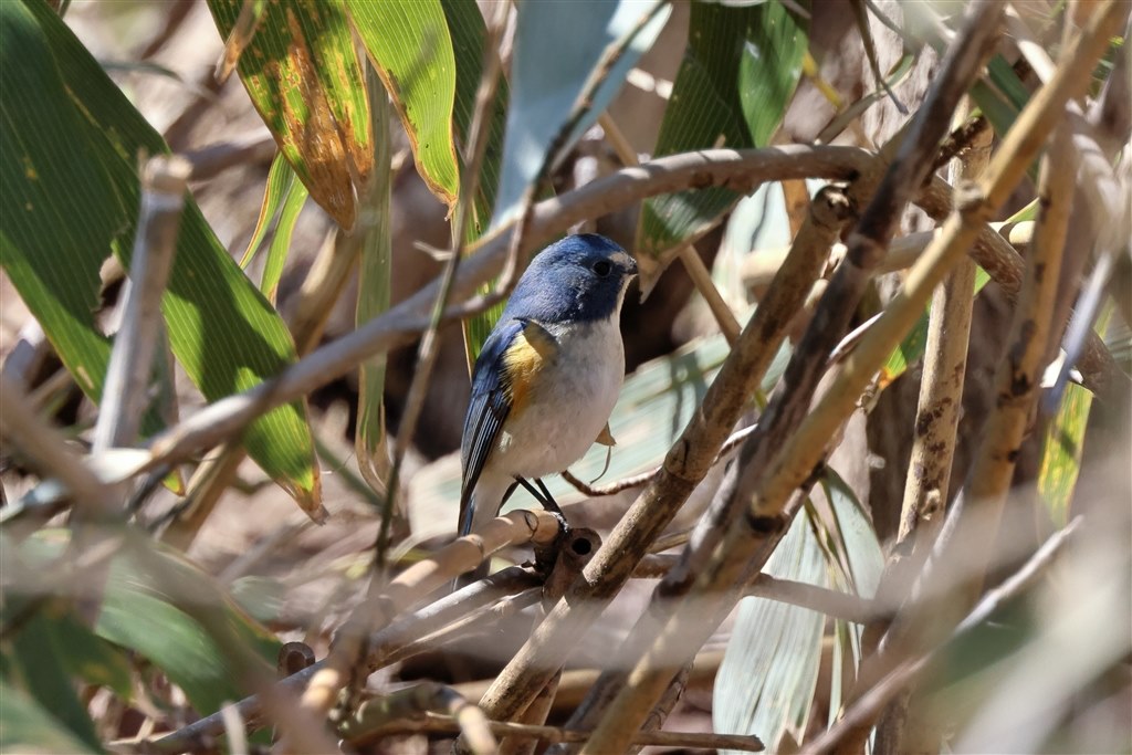 野鳥撮影の望遠域で悩んでおります』 CANON RF100-500mm F4.5-7.1 L IS