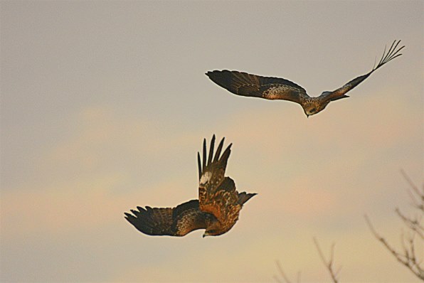 シグマ APO 170-500mm F5-6.3 DG (ﾆｺﾝ AF) 価格比較 - 価格.com