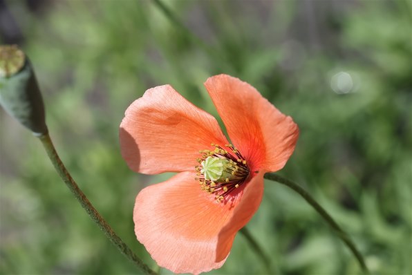 CANON EF-S60mm F2.8 マクロ USMのクチコミ - 価格.com