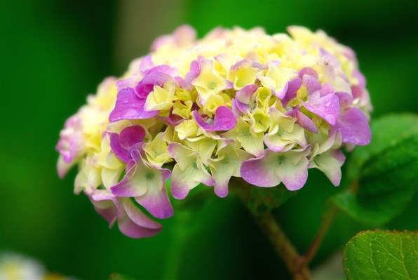 ニコン D40x ダブルズームキット投稿画像・動画 - 価格.com