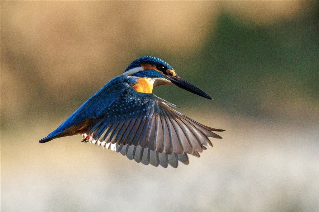 野鳥撮影時の解像感が悪い』 CANON EOS R6 Mark II ボディ のクチコミ