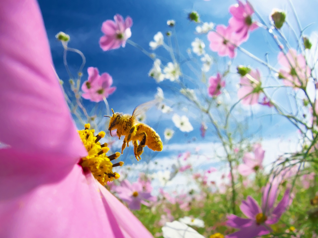 2019フォトコンテスト | ミツバチサミット