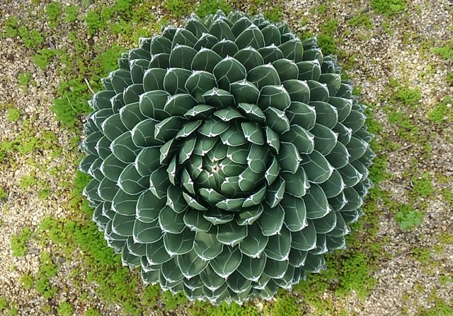 アガベ（姫笹の雪）の特徴や育て方、増やし方等の紹介