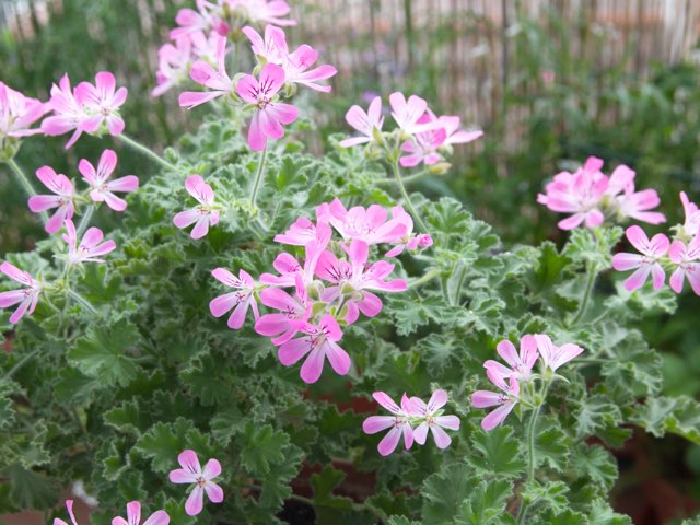 ペラルゴニウム(ピンク カピタツム)の特徴や育て方、増やし方等の紹介