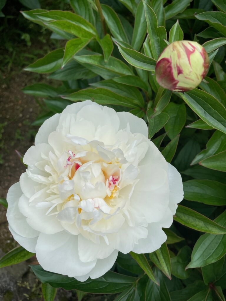 しゃく薬】生長・開花情報＼今季のしゃく薬は終了しました