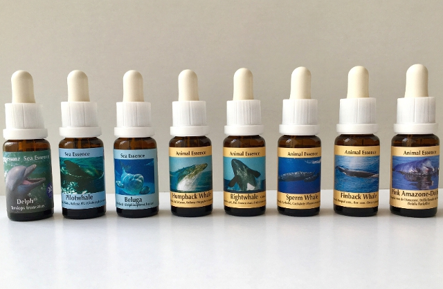 コルテPHI シーエッセンス フラワーエッセンスの【ベルチェレスタ】