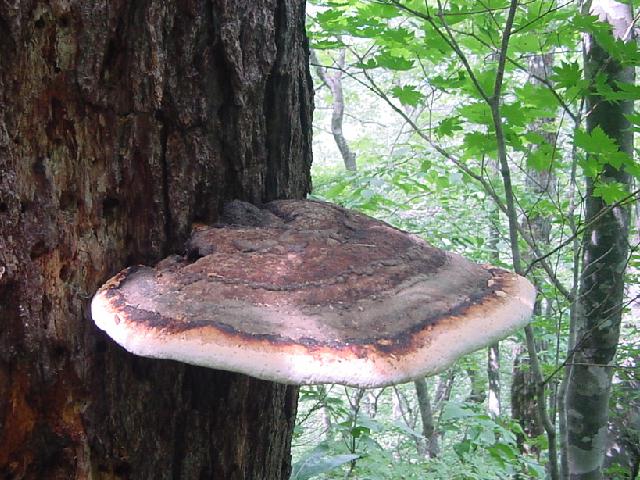 魚沼のサルノコシカケ科