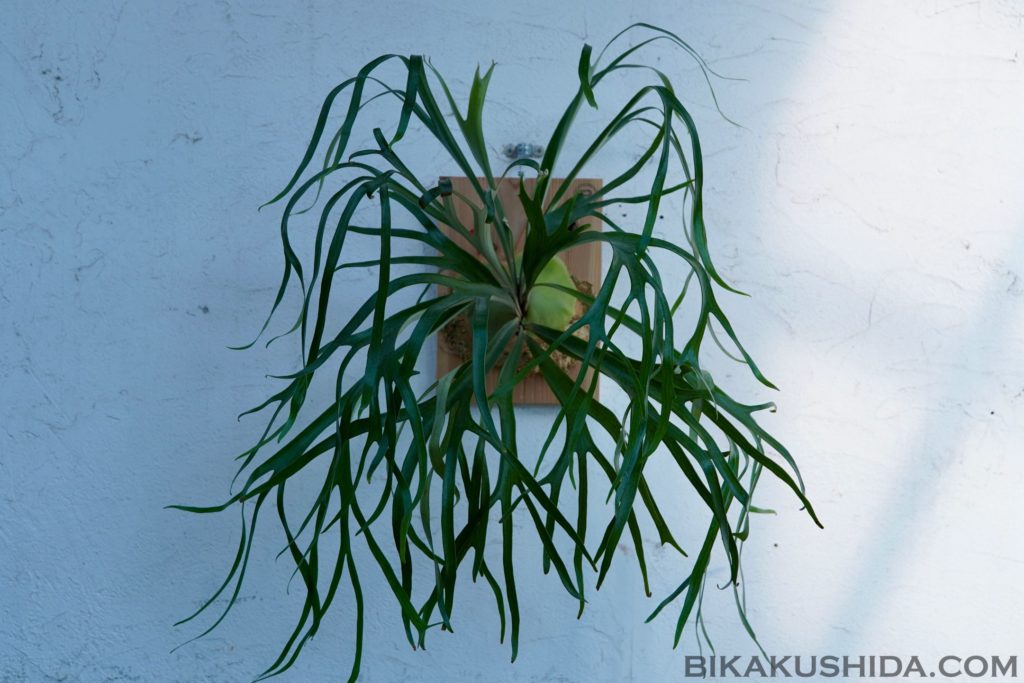 昔からあるビカクシダもいいよ。 | ビカクシダと僕の趣味ブログ