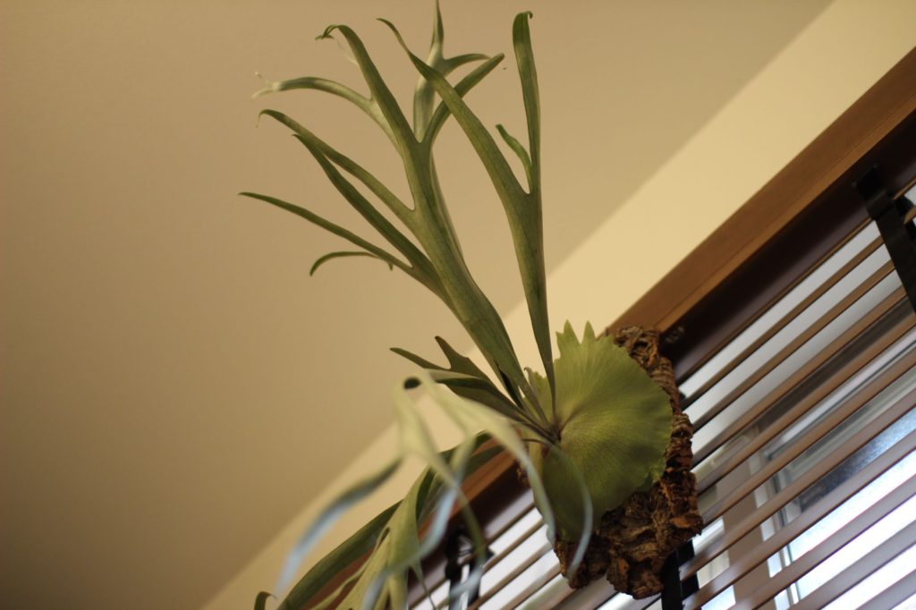 vandaka plantsさんでビカクシダを購入。 | ビカクシダと僕の趣味ブログ