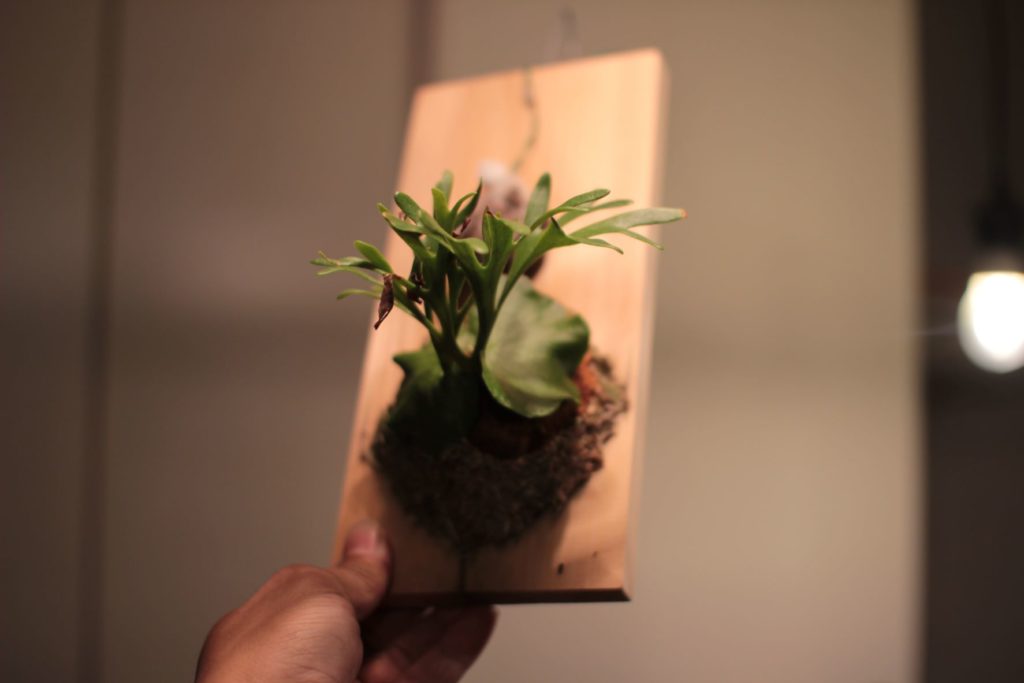 P.Mt.Kitshakood Thin frondの成長記録＃1 | ビカクシダと僕の趣味ブログ