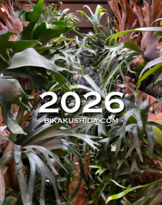 P. 'Silver Velvet'いいよ！ | ビカクシダと僕の趣味ブログ