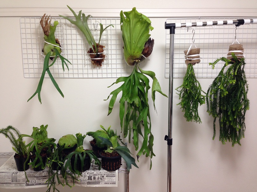 ビカクシダの森