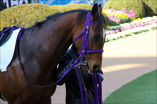 武豊騎手「パドック意味なし」発言に仰天……馬券購入セオリー「完全否定