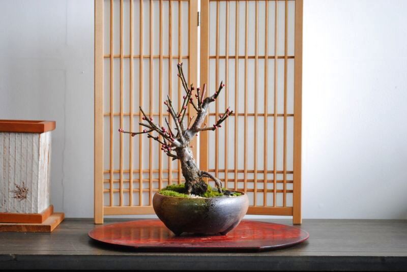 紅梅(未開紅)の情景盆栽 【瀬戸焼鉢】☆1点物☆ 濃紅花八重咲き No2